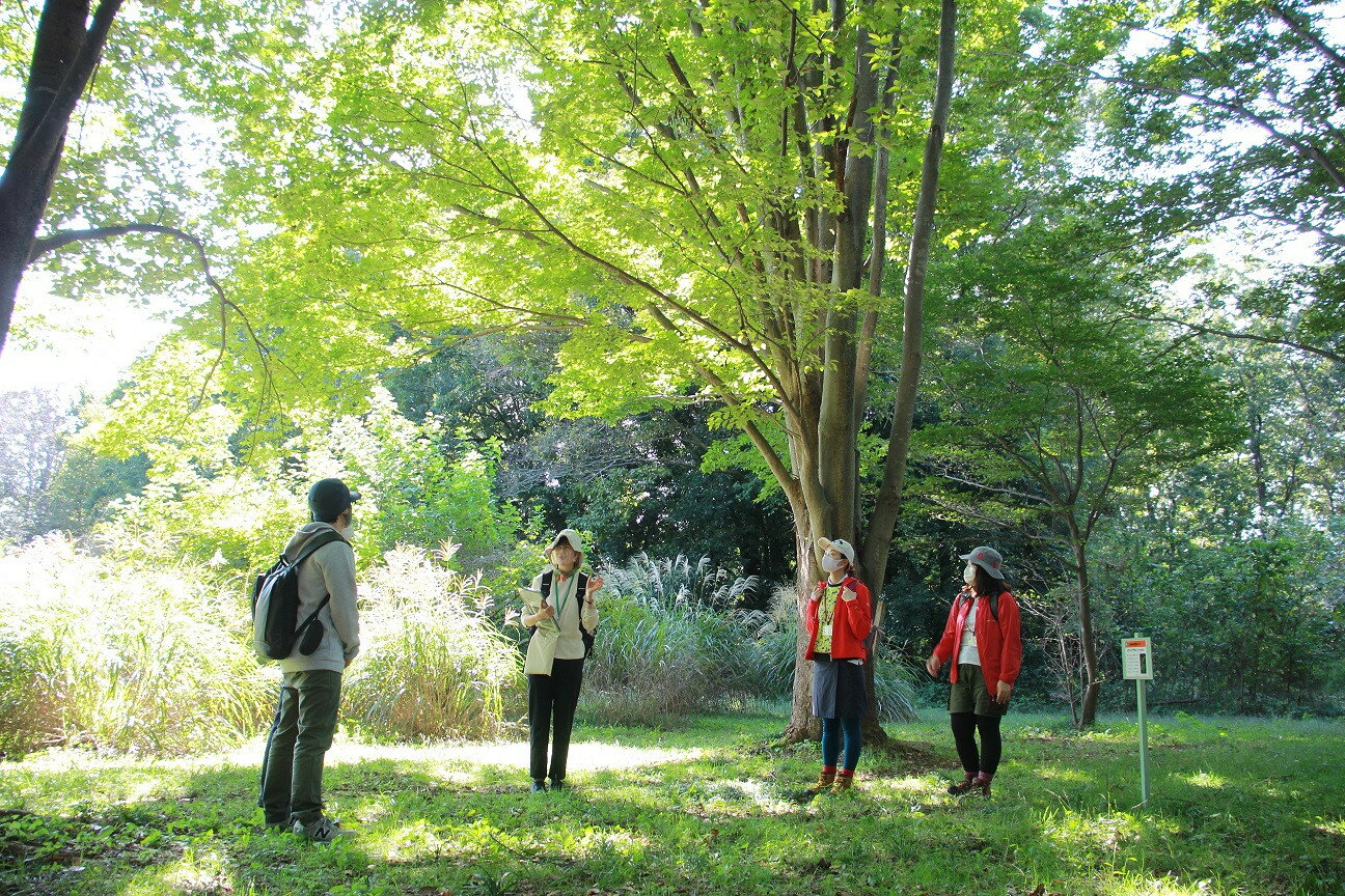 【ふるさと納税】体験 セラピー 森林コース (1?3名) 2時間コース | 森林セラピー 紅葉 自然療法 森 自然 癒し フォレストセラピー 自然環境 ストレス解消 心の健康 リラクゼーション 自然治癒力 自然の力 北本市観光協会 | 埼玉県 北本市 サムネイル3