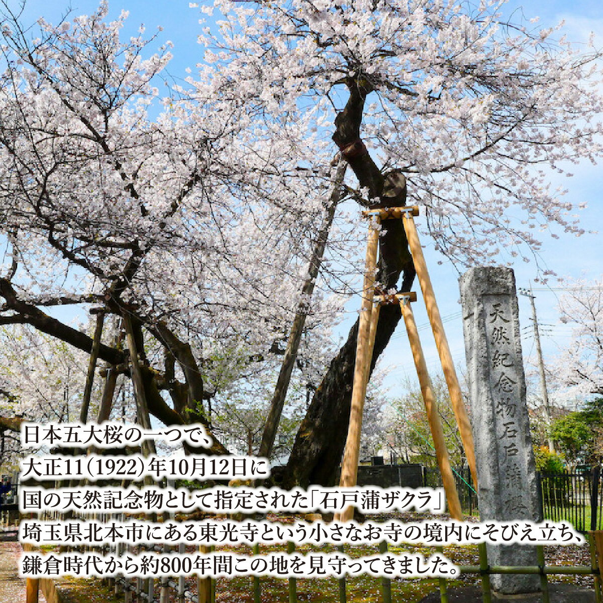【ふるさと納税】七宝帯留「舞」 石戸蒲ザクラ100周年記念 Kenichi Kondo | 埼玉県 北本市 七宝 七宝焼き 装飾 帯留 着物 アクセサリー 和風 和 ギフト 作品 手づくり 桜 さくら 高級 おしゃれ オシャレ 限定品 日本桜 桜柄 ピンク 記念品 サムネイル3