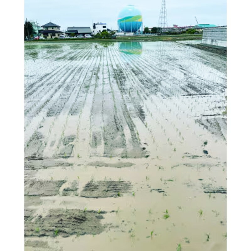 【ふるさと納税】【令和7年産】有機肥料100％ 埼玉県幸手市産特別栽培コシヒカリ 精米10kg -2025年10月1週目より順次発送 新米発送 コシヒカリ こしひかり 米 精米 10kg 有機肥料 特別栽培米 幸手市産 埼玉県 幸手市 - 画像3