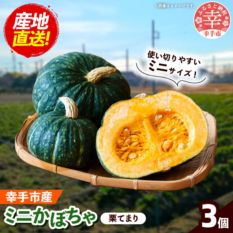 【きあり農園】2026年度 幸手市産 ミニかぼちゃ 3個 - カボチャ 南瓜 栗てまり 産地直送 野菜 ベジタブル 美味しい おいしい 緑黄色野菜 使いやすい 国産 おすすめ 送料無料 埼玉県 幸手市