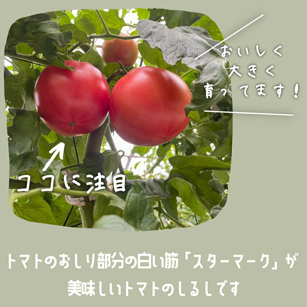 【ふるさと納税】トマト 贈答用 完熟大玉トマト2kg ごほうび or サンロード 先行予約 2026年産 令和8年産 箱入りトマト 箱入り ギフト 埼玉県伊奈町 - 画像2