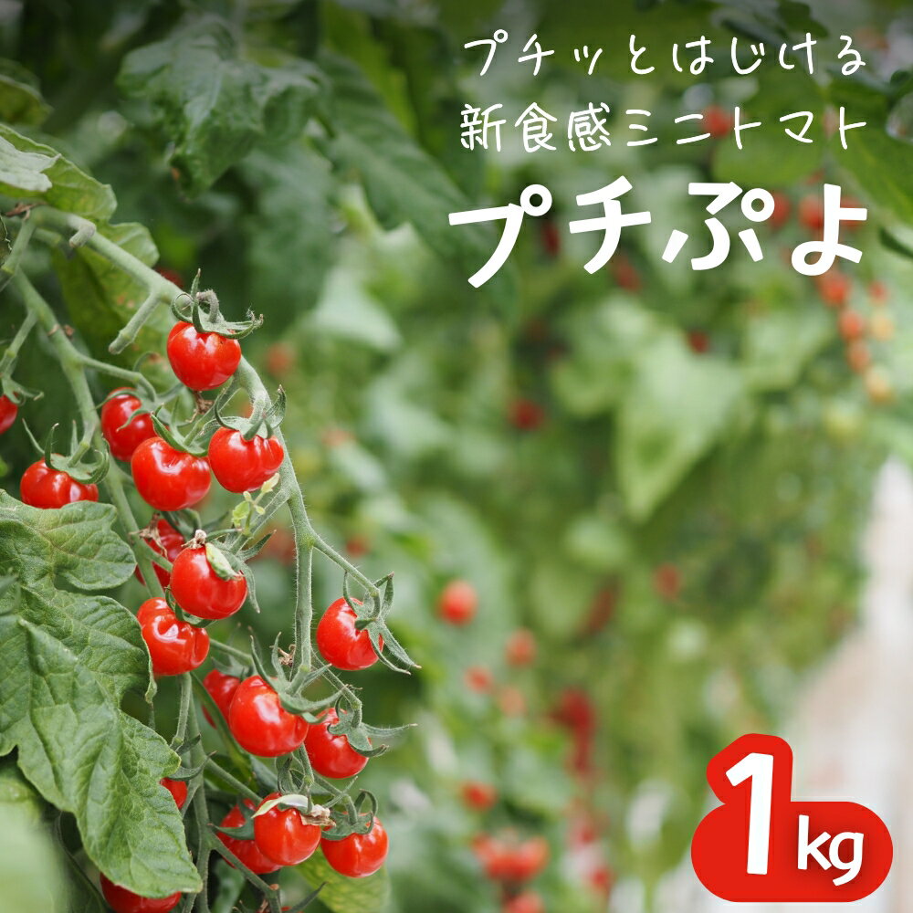 プチぷよ 1kg 先行予約 2026年産 プチッとはじける新食感 ミニトマト プチぷよトマト 埼玉県伊奈町