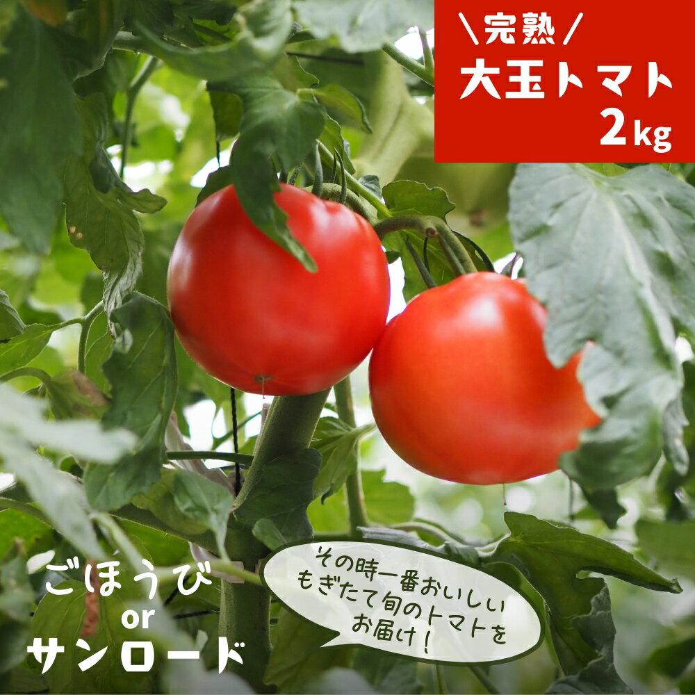 トマト 贈答用 完熟大玉トマト2kg ごほうび or サンロード 先行予約 2026年産 令和8年産 箱入りトマト 箱入り ギフト 埼玉県伊奈町