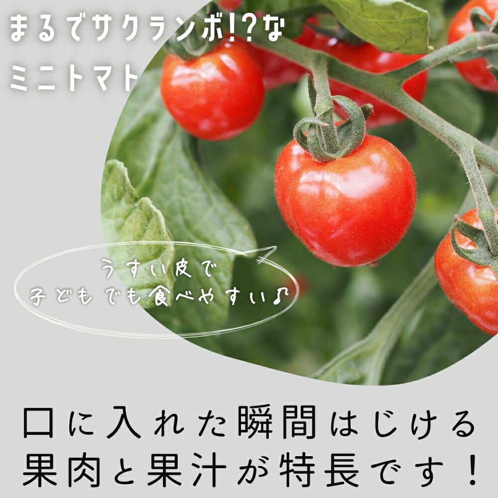 【ふるさと納税】プチぷよ 1kg 先行予約 2026年産 プチッとはじける新食感 ミニトマト プチぷよトマト 埼玉県伊奈町 - 画像2