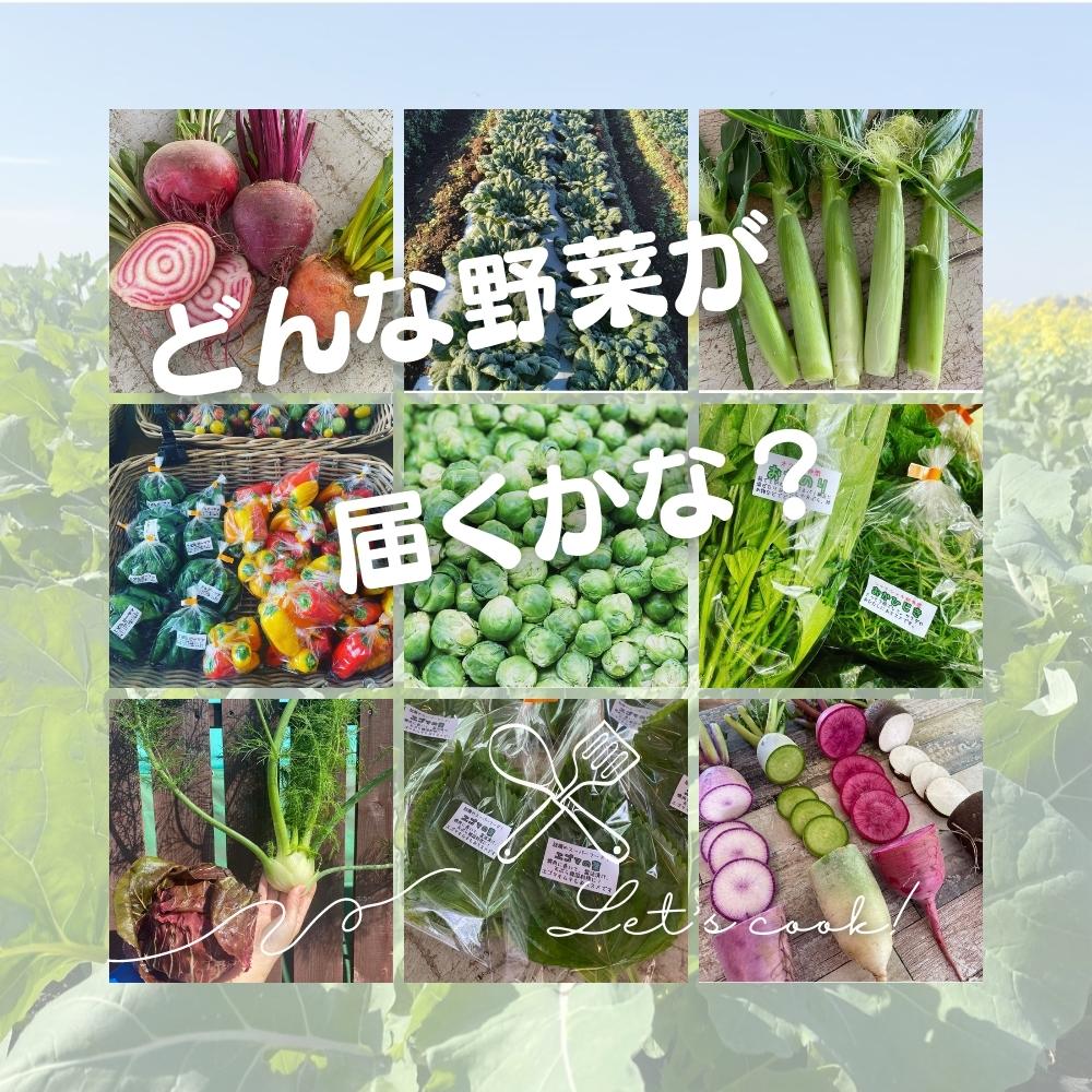 【ふるさと納税】畑の中の採れたて野菜詰め合わせセット ベジボーイの新鮮野菜セット - 画像2