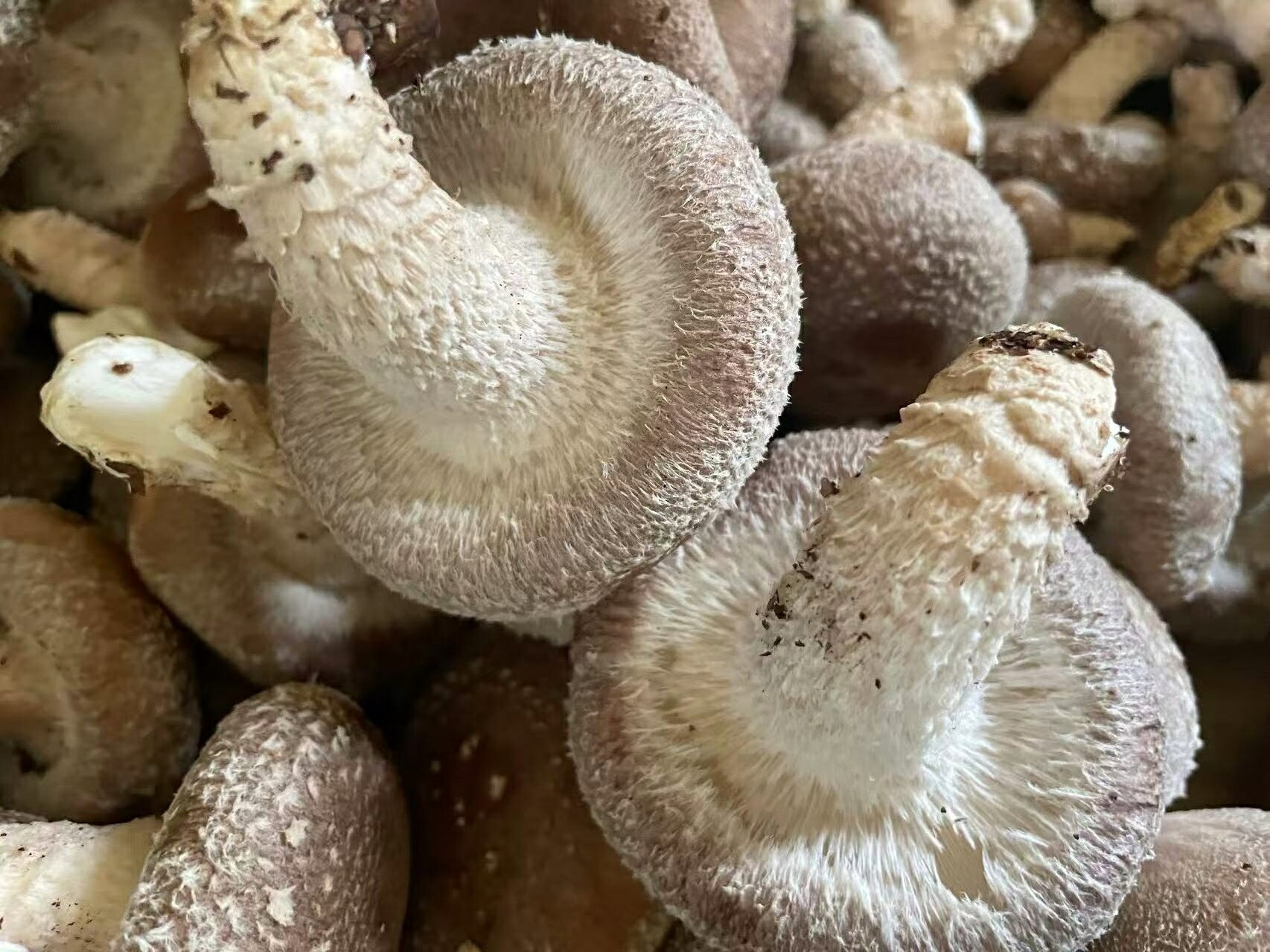 【ふるさと納税】肉厚生しいたけ - 画像2