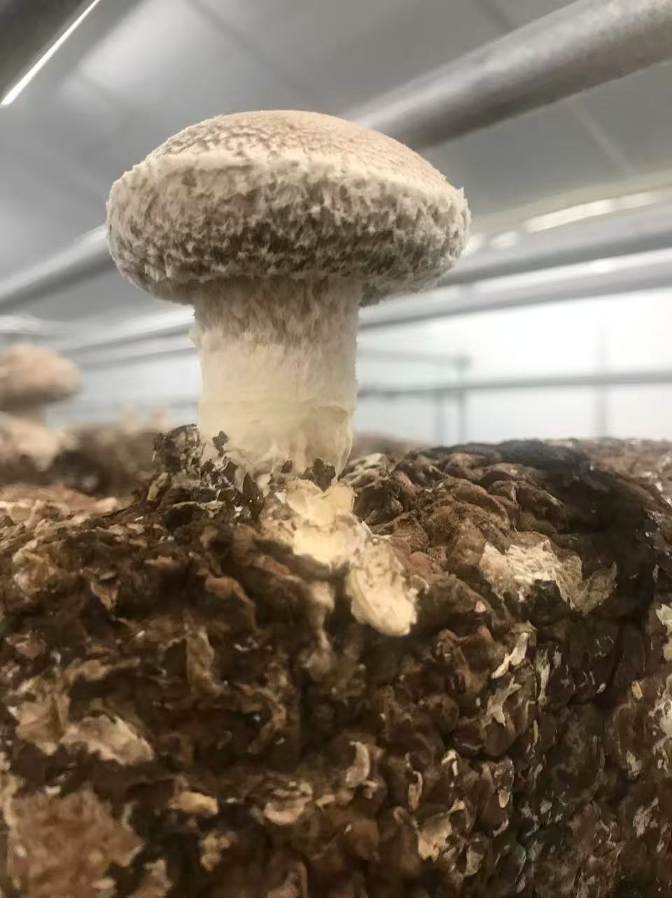 【ふるさと納税】肉厚生しいたけ - 画像3