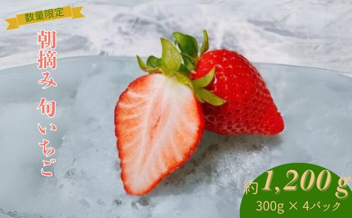 【先行予約】【2026年1月下旬～3月下旬に随時発送】 朝摘み　旬いちご 約300g×4パック