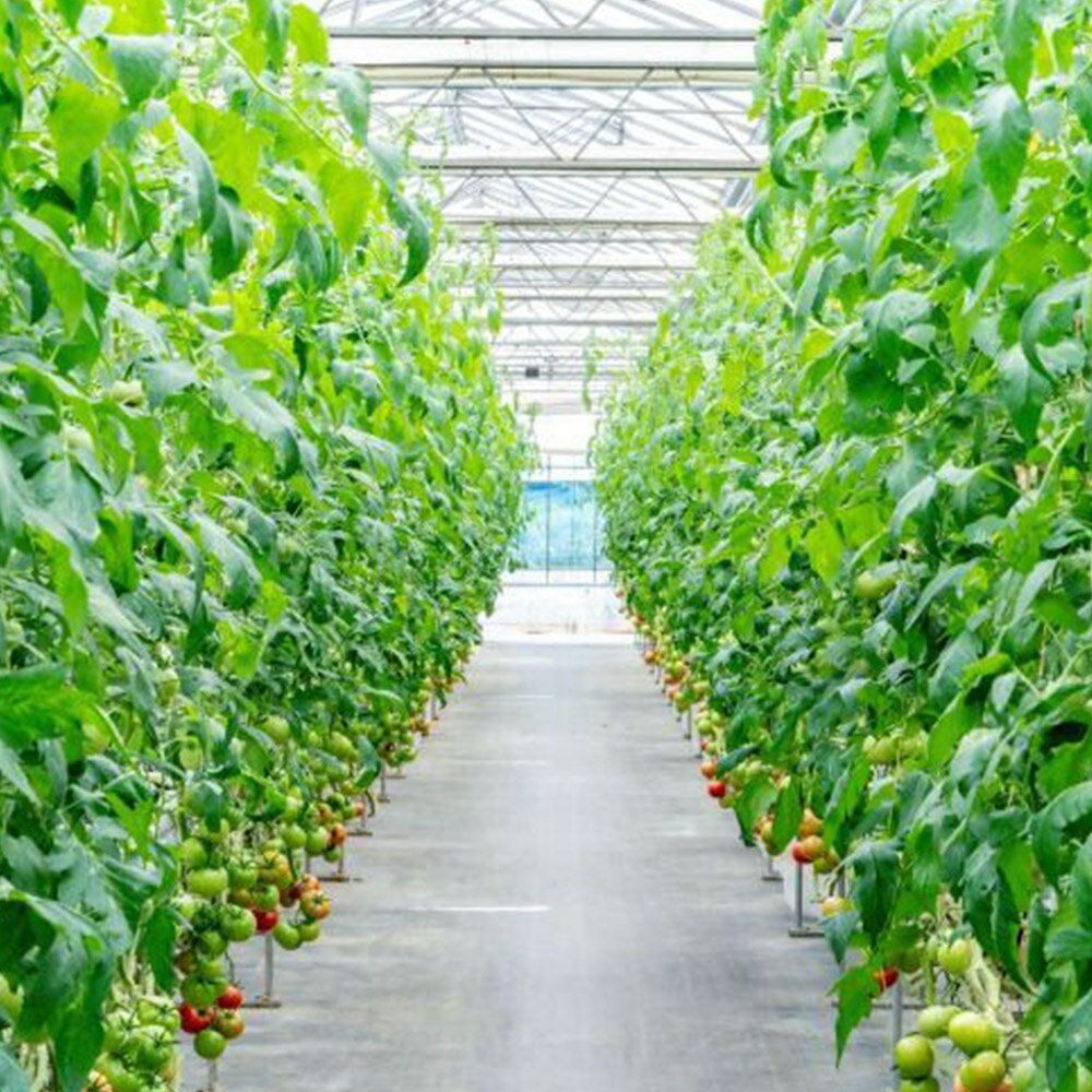 【ふるさと納税】彩トマト 1kg 埼玉県産 ミニトマト - 画像3