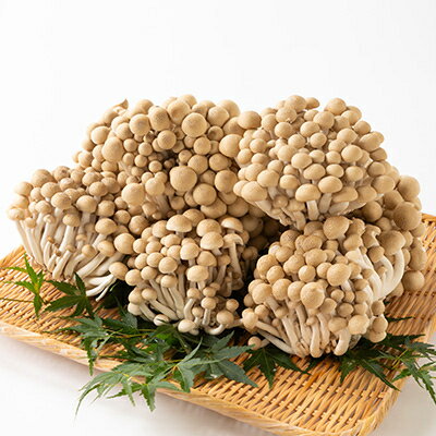 【ふるさと納税】ぶなしめじ　2kg【配送不可地域：離島・北海道・沖縄県・中国・四国・九州】【1296449】 - 画像3