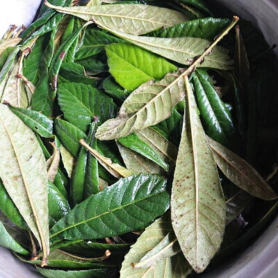 【ふるさと納税】草木染めSilkストール 《長瀞びわ染めテラコッタ》《百合蔓草(つたくさ)柄》【1375682】 サムネイル2