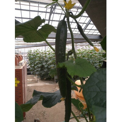 【ふるさと納税】小鹿野町産地秩父きゅうり5kg【配送不可地域：離島】【1418173】 - 画像2