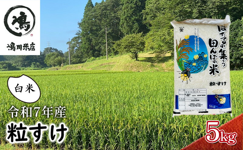 【ふるさと納税】最短出荷 2日から7日以内に発送 令和7年 粒すけ 5kg 千葉産 白米　【 お米 こめ コメ おこめ 】 - 画像2