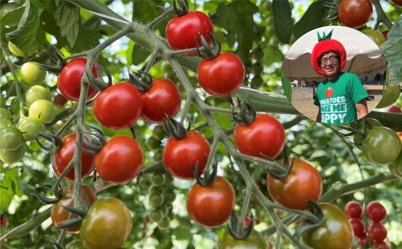 【ふるさと納税】てっちゃんの完熟ミニトマト2kg採れたて農園直送 野菜 千 ブランド 酸味 甘味 美味しい プチトマト 子供 お弁当 お昼 サラダ 　お届け：2026年1月15日～2026年6月15日 - 画像3