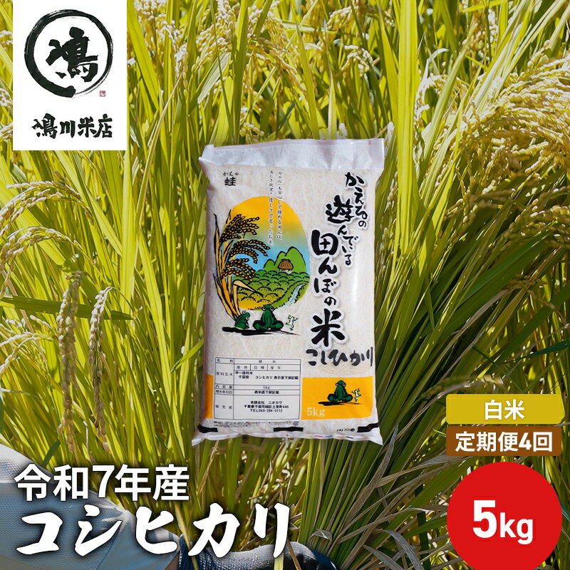 【定期4ヶ月】コシヒカリ　白米　5kg　令和7年産 お米 銘柄米 ご飯 おにぎり お弁当 和食 食卓 精米 国産 千葉県産 産地直送