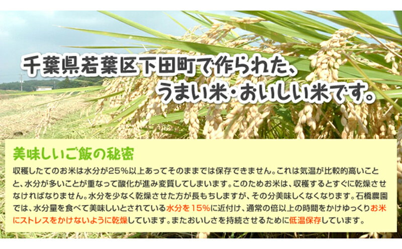 【ふるさと納税】米 若葉の舞 コシヒカリ 玄米食用5kg こしひかり お米 玄米 千葉 千葉県 低温保存 - 画像3