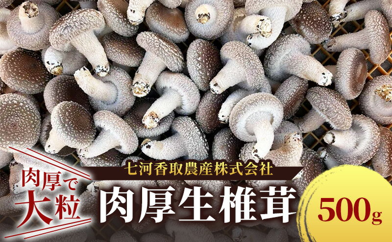 【ふるさと納税】しいたけ 肉厚生椎茸500g 椎茸 シイタケ 高品質 通年栽培 肉厚 大粒 しっかり 噛み応え きのこ 千葉市 千葉県 - 画像2
