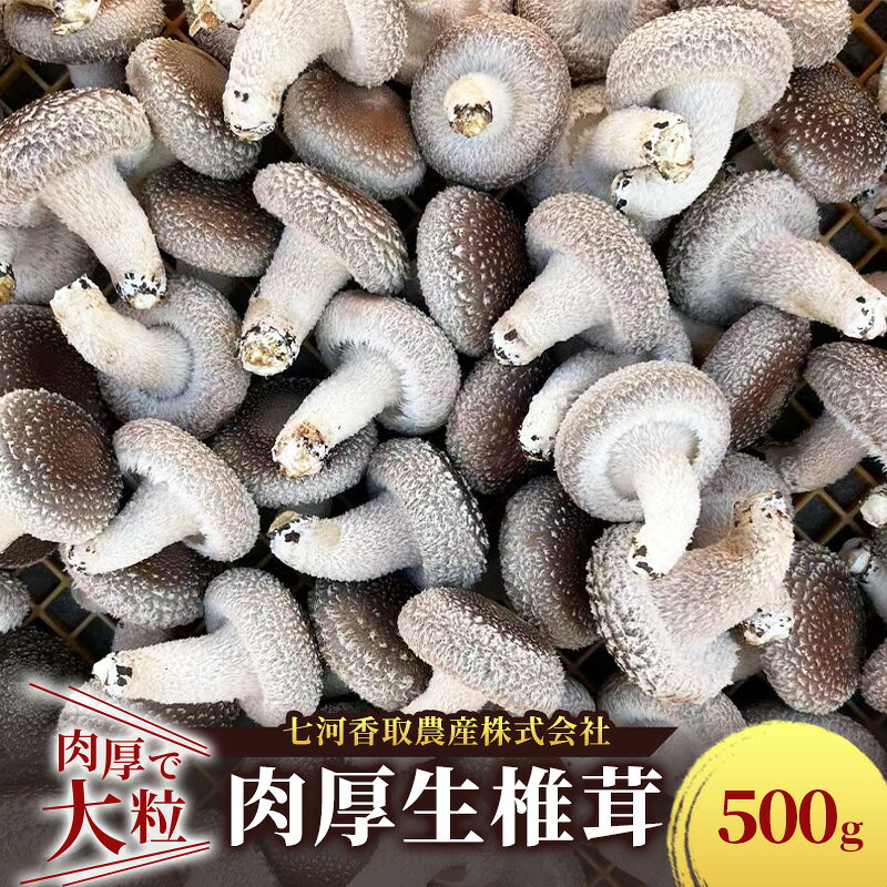 しいたけ 肉厚生椎茸500g 椎茸 シイタケ 高品質 通年栽培 肉厚 大粒 しっかり 噛み応え きのこ 千葉市 千葉県