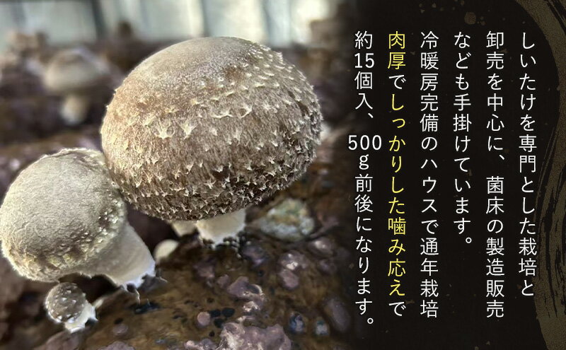 【ふるさと納税】しいたけ 肉厚生椎茸500g 椎茸 シイタケ 高品質 通年栽培 肉厚 大粒 しっかり 噛み応え きのこ 千葉市 千葉県 - 画像3