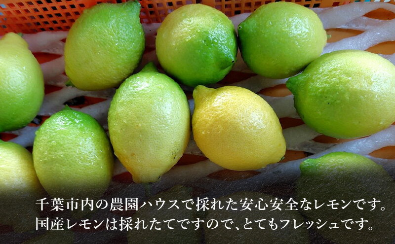 【ふるさと納税】レモン 1kg 果物 フルーツ 国産 千葉市 サムネイル3
