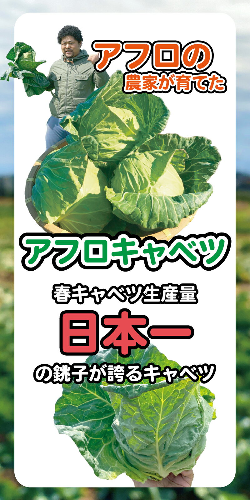【ふるさと納税】 【先行予約】 ドライキャベツ キャベチ 3袋（2026年1月～配送）キャベツ アフロキャベツ 訳あり おつまみ お菓子 おやつ 野菜 銚子産 千葉県産 春キャベツ 生産量 旬の野菜 旬の味覚 甘い スープ カップラーメン 送料無料 千葉県 銚子市 くるくるやっほー - 画像2