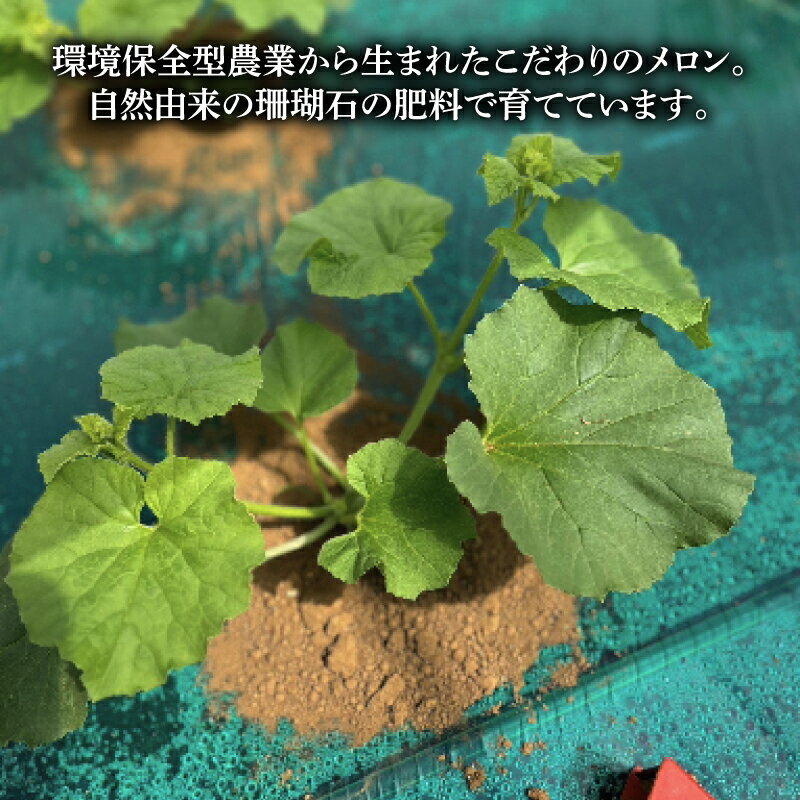 【ふるさと納税】 先行予約 ラブコールメロン 5玉 メロン 果物 フルーツ 糖度 甘い 贈答 プレゼント ギフト ゼリー ジュース フルーツサンド ケーキ シャーベット アイス デザート スイーツ 送料無料 千葉県 銚子市 はぎわらファーム 発送時期 2026年7月〜(なくなり次第終了) サムネイル2