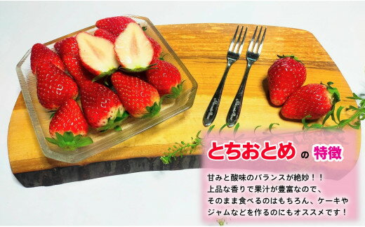 【ふるさと納税】 先行予約 贈答用 いちご とちおとめ 1箱 約400g イチゴ 苺 化粧箱 人気 定番 食べやすい 果物 フルーツ ストロベリー ジャム 朝摘み 採れたて 新鮮 産直 安心安全 期間限定 送料無料 千葉県銚子市 サムネイル2