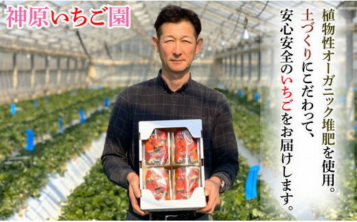 【ふるさと納税】 先行予約 贈答用 いちご とちおとめ 1箱 約400g イチゴ 苺 化粧箱 人気 定番 食べやすい 果物 フルーツ ストロベリー ジャム 朝摘み 採れたて 新鮮 産直 安心安全 期間限定 送料無料 千葉県銚子市 サムネイル3