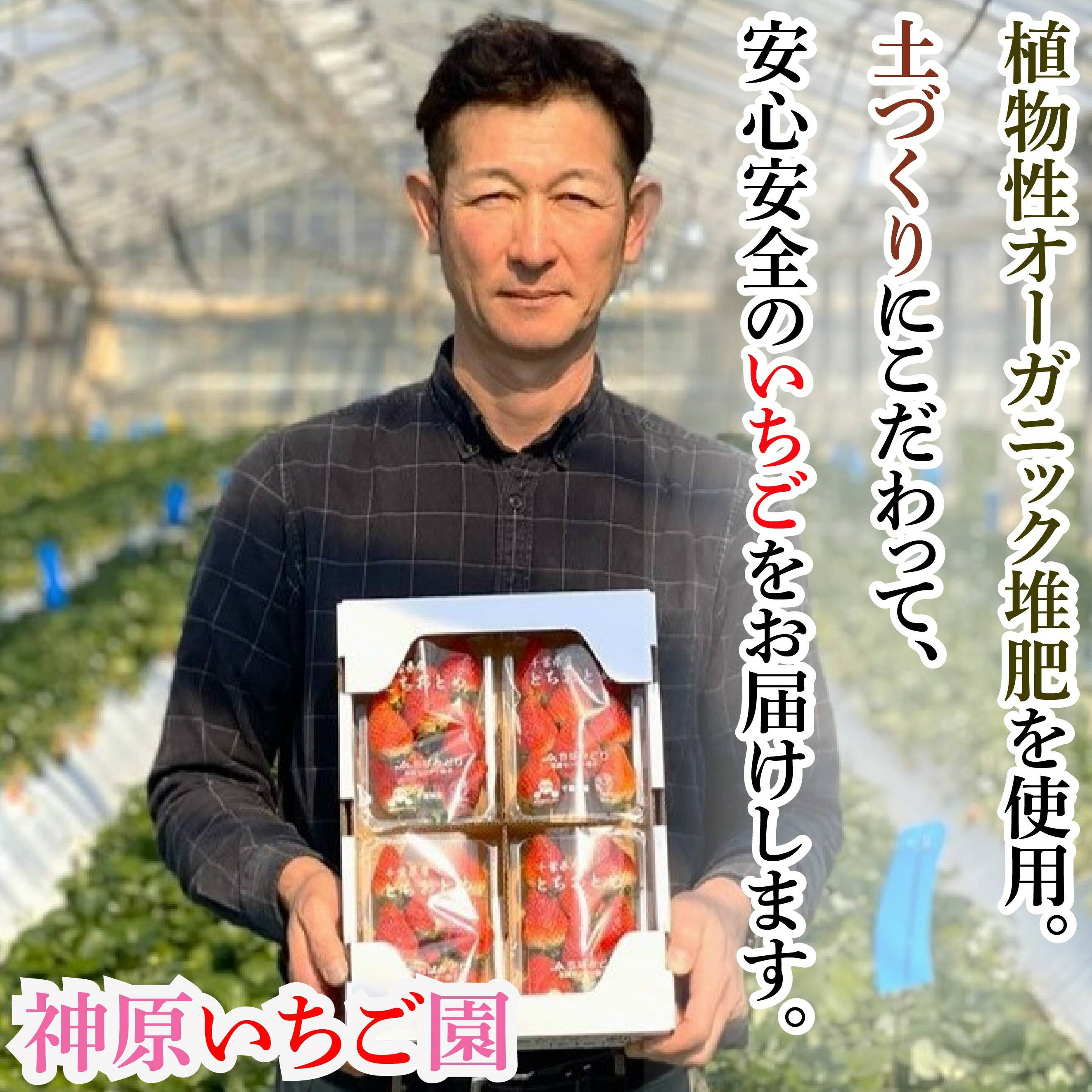 【ふるさと納税】 先行予約 贈答用 いちご やよいひめ 1箱 約400g 化粧箱 いちご イチゴ 苺 人気 定番 食べやすい 果物 フルーツ ストロベリー ジャム 朝摘み 採れたて 新鮮 産直 安心安全 期間限定 送料無料 松岸 神原いちご園 千葉県 銚子市 サムネイル3