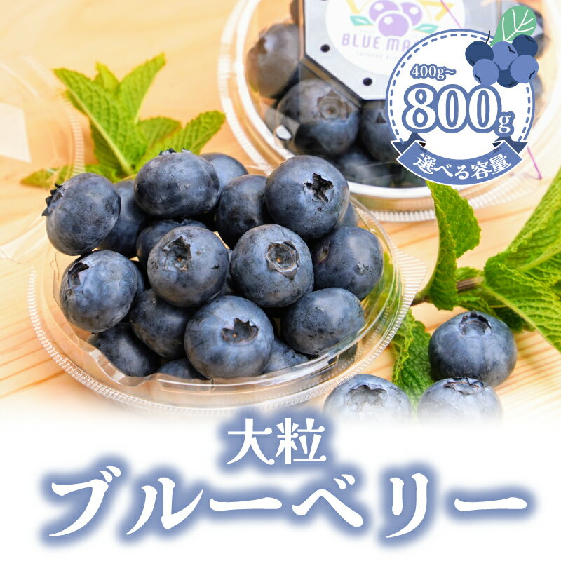 （先行予約） フレッシュ 大粒ブルーベリー 400 g（100g×4パック） ふるさと納税 ブルーベリー 大粒 特大 フルーツ 果物 くだもの ジャム ヨーグルト チーズケーキ 銚子産 千葉県 銚子 AGRIMOVADO アグリモバード 4月下旬から5月末頃まで発送