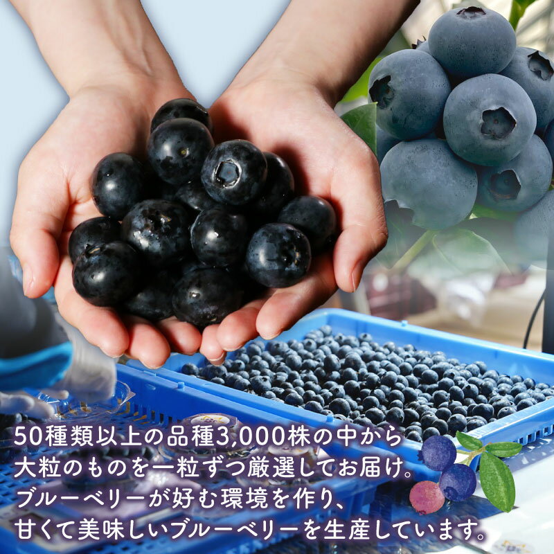 【ふるさと納税】 （先行予約） フレッシュ 大粒ブルーベリー 400 g（100g×4パック） ふるさと納税 ブルーベリー 大粒 特大 フルーツ 果物 くだもの ジャム ヨーグルト チーズケーキ 銚子産 千葉県 銚子 AGRIMOVADO アグリモバード 4月下旬から5月末頃まで発送 サムネイル2