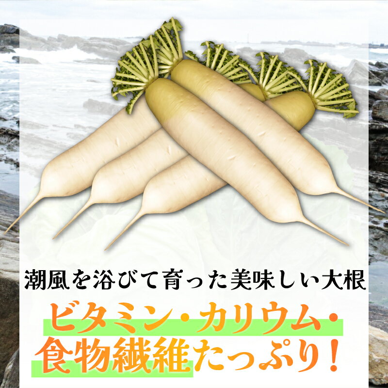 【ふるさと納税】 先行予約 春キャベツ 2〜3玉 大根 2〜3本 セット 数量限定 期間限定 大容量 旬の野菜 旬の味覚 春の風物詩 甘い キャベツ 贈答 プレゼント 贈り物 ギフト グルメ 発送時期 2026年4月〜(なくなり次第終了) ふるさと納税 送料無料 千葉県 銚子市 小野商店 - 画像3