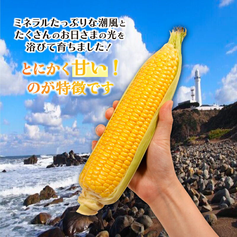 【ふるさと納税】 とうもろこし 【選べる容量】 10～26本 数量限定 期間限定 産地直送 鮮度抜群 大容量 旬の野菜 旬の味覚 甘い トウモロコシ イエローコーン 夏野菜 特産品 お裾分け ギフト 発送時期 2026年7月中旬～(なくなり次第終了) 送料無料 千葉県 銚子市 小野商店 - 画像3