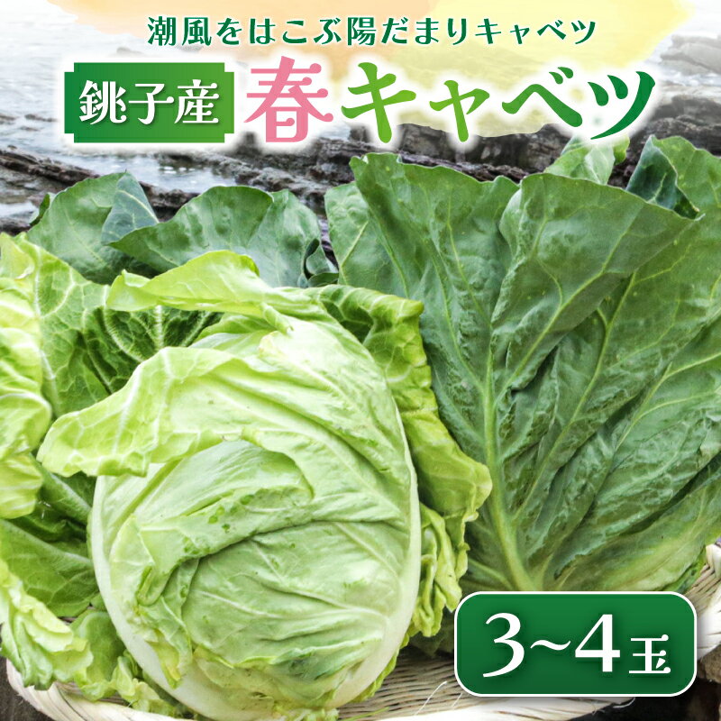 先行予約 春キャベツ 3〜4玉 数量限定 期間限定 旬の野菜 旬の味覚 春の風物詩 甘い キャベツ 生食 千切り サラダ 焼きそば 炒め物 贈答 プレゼント 贈り物 ギフト 贈答 グルメ 発送時期 2026年4月〜(なくなり次第終了) 送料無料 千葉県 銚子市 小野商店