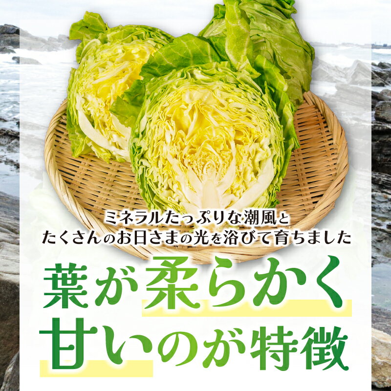 【ふるさと納税】 先行予約 春キャベツ 2〜3玉 大根 2〜3本 セット 数量限定 期間限定 大容量 旬の野菜 旬の味覚 春の風物詩 甘い キャベツ 贈答 プレゼント 贈り物 ギフト グルメ 発送時期 2026年4月〜(なくなり次第終了) ふるさと納税 送料無料 千葉県 銚子市 小野商店 - 画像2