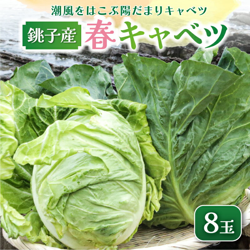 先行予約 春キャベツ 8玉 数量限定 期間限定 旬の野菜 旬の味覚 春の風物詩 甘い キャベツ 生食 千切り サラダ 焼きそば 炒め物 贈答 プレゼント 贈り物 ギフト 贈答 グルメ 発送時期 2026年4月〜(なくなり次第終了) 送料無料 千葉県 銚子市 小野商店