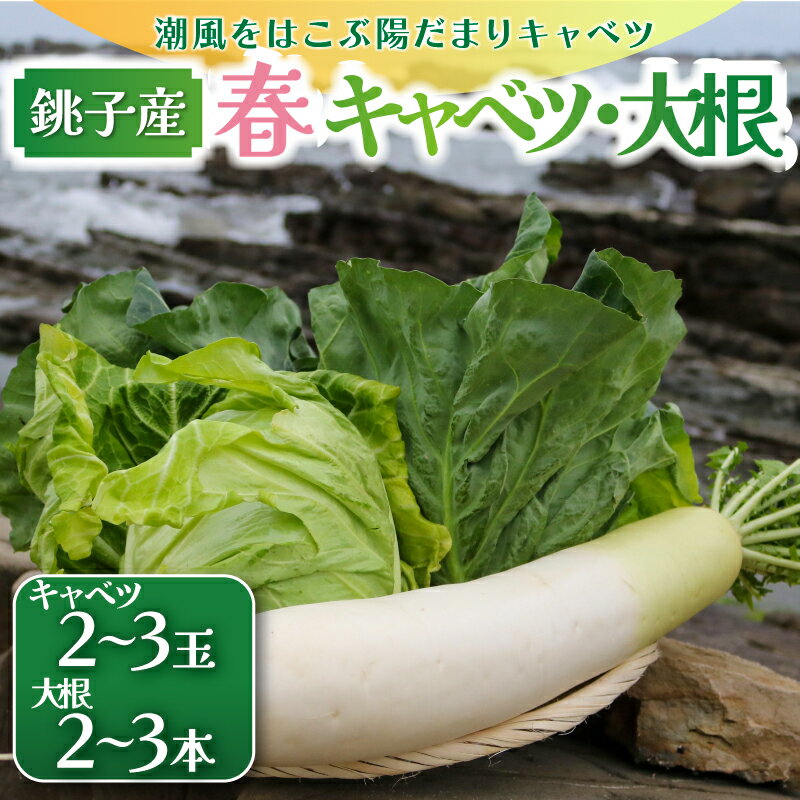 先行予約 春キャベツ 2〜3玉 大根 2〜3本 セット 数量限定 期間限定 大容量 旬の野菜 旬の味覚 春の風物詩 甘い キャベツ 贈答 プレゼント 贈り物 ギフト グルメ 発送時期 2026年4月〜(なくなり次第終了) ふるさと納税 送料無料 千葉県 銚子市 小野商店