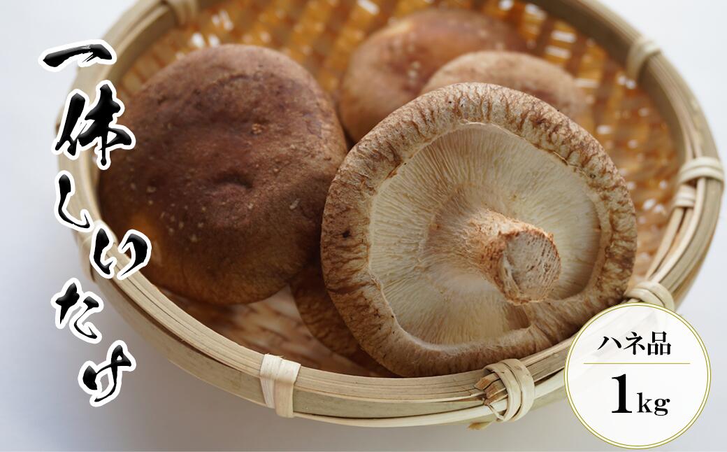 【茎まで美味しい】一休しいたけ　ハネ品　1キロパック　【12203-0164】