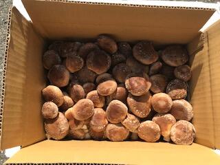 【ふるさと納税】【茎まで美味しい】一休しいたけ　ハネ品　1キロパック　【12203-0164】 - 画像2