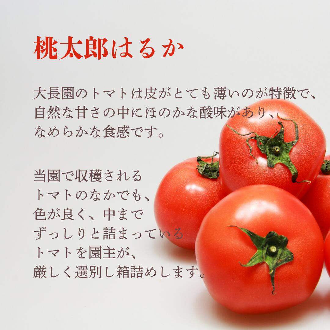 【ふるさと納税】ずっしり詰まった極上トマト3kg 国産 とまと トマトトマトジュース 野菜 やさい 人気 新鮮 産地直送 甘い 高糖度 完熟 食べやすい リコピン ビタミン ダイエット 美容 美肌 - 画像2