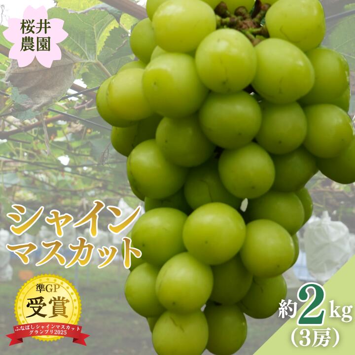 桜井農園のシャインマスカット