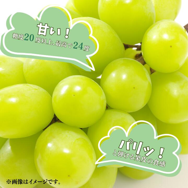【ふるさと納税】桜井農園のシャインマスカット サムネイル2