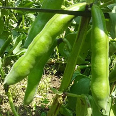 おひさま農園のそら豆「打越みどり」 約3.8kg〈5月上旬より順次発送〉【配送不可地域：離島・沖縄県】【1486452】