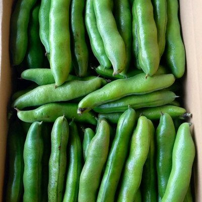 【ふるさと納税】おひさま農園のそら豆「打越みどり」 約3.8kg〈5月上旬より順次発送〉【配送不可地域：離島・沖縄県】【1486452】 - 画像2