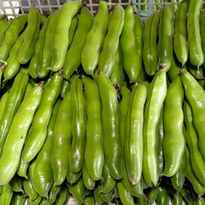 【ふるさと納税】おひさま農園のそら豆「打越みどり」 約3.8kg〈5月上旬より順次発送〉【配送不可地域：離島・沖縄県】【1486452】 - 画像3