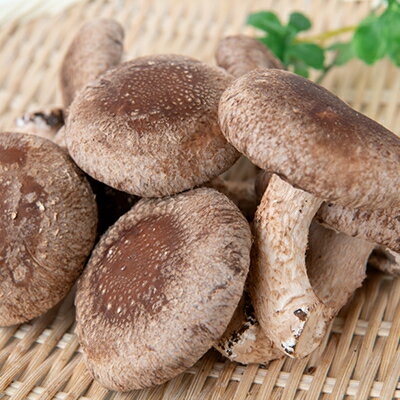 【ふるさと納税】【農福連携】千葉県館山産 生しいたけ110g×5パック 就労継続支援A/B型併用事業所「ゆみの里」【配送不可地域：離島・沖縄県】【1486687】 - 画像3