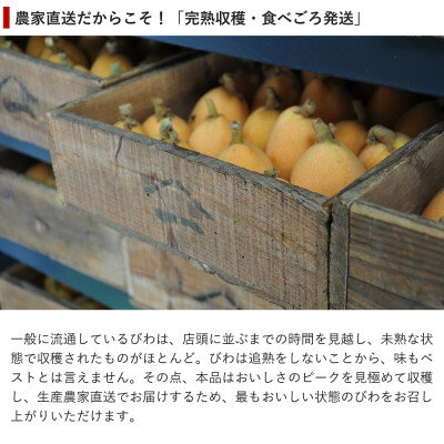 【ふるさと納税】【先行予約】4月下旬より順次発送　温室栽培「房州びわ」 L・2Lサイズ　化粧箱入り【配送不可地域：離島・沖縄県】【1488004】 サムネイル2