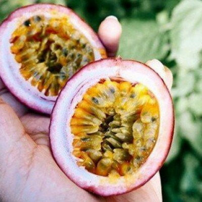 【ふるさと納税】【先行予約】秀品パッションフルーツ 「80g前後の大玉」8個入/2026年8月上旬～9月中旬発送【配送不可地域：離島】【1488731】 サムネイル2