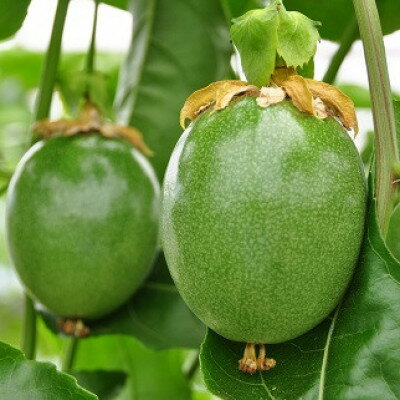 【ふるさと納税】【先行予約】秀品パッションフルーツ 「80g前後の大玉」8個入/2026年8月上旬～9月中旬発送【配送不可地域：離島】【1488731】 サムネイル3