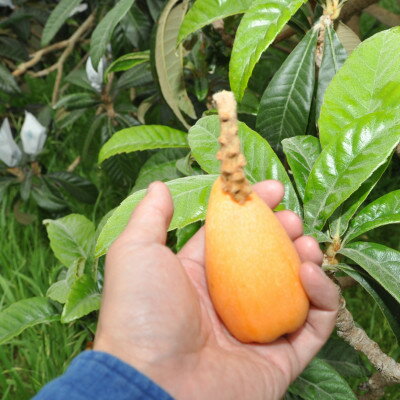 【ふるさと納税】【先行予約】4月下旬頃より順次発送　種無し房州びわ「希房」 2Lサイズ6粒　化粧箱入り【配送不可地域：離島・沖縄県】【1571382】 サムネイル2